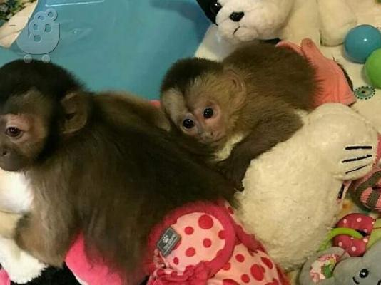 PoulaTo: ιδρώτα μαϊμού καπουκίνος μωρό για πώληση εξοπλισμός